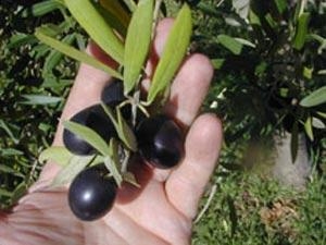 الأمم المتحدة تدعم زراعة الزيتون في اليمن  