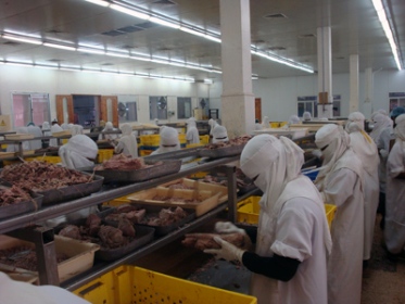 اتحاد عمال المكلا يرفض خصخصة مصنع الأسماك ( الغويزي (