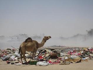 عتق.. تكدس أكوام القمامة وميتة المجاري مخاطر تنذر بوقوع كارثة بيئية