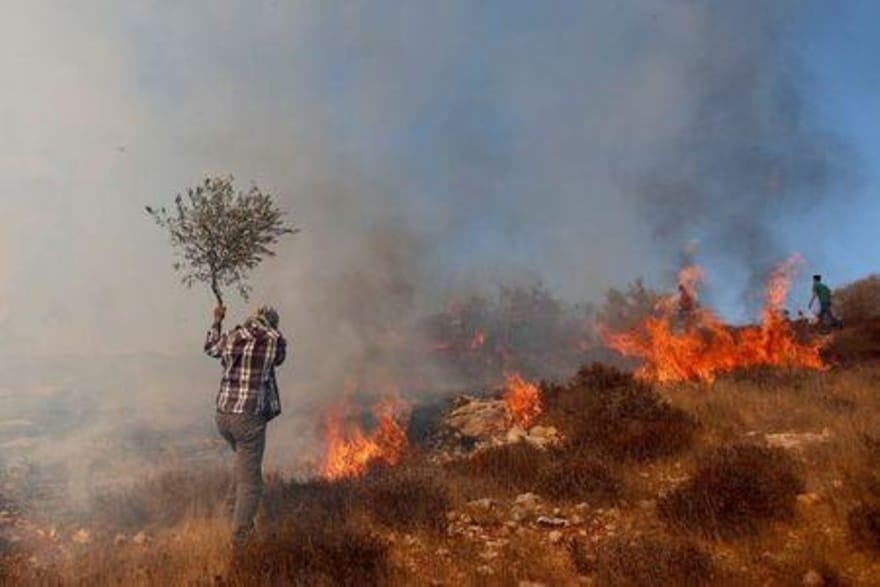 مسؤول فلسطيني:  الجيش الإسرائيلي أطلق قنابل صوت أحرقت أشجار الزيتون