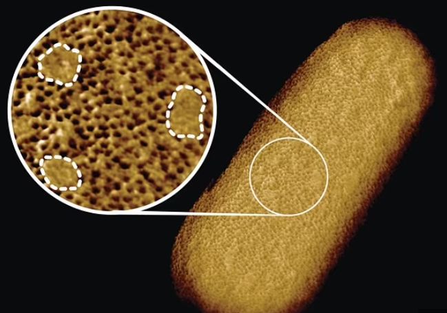 علماء بريطانيون يلتقطون أوضح صورة على الإطلاق للبكتيريا الحية