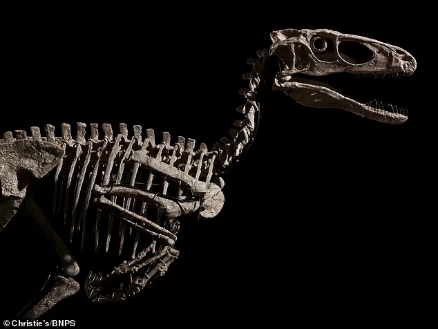 بيع هيكل ديناصور داينونيكوس عمره 110 ملايين عام بـ12.4 مليون دولار