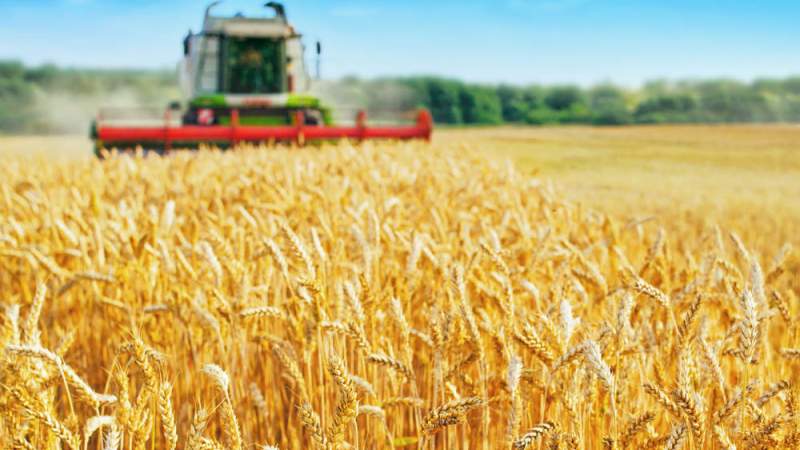 اتحاد الحبوب الروسي: قضية المجاعة في العالم لعبة لرفع الأسعار
