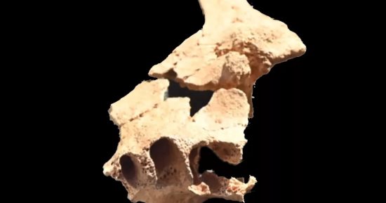 علماء الأنثروبولوجيا يكتشفون الجمجمة الأقدم في أوروبا بعمر 1.4 مليون سنة