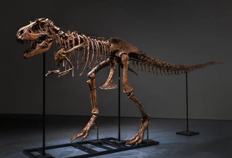 طرح هيكل ديناصور عمره 77 مليون سنة للبيع في أمريكا بـ8 ملايين دولار..