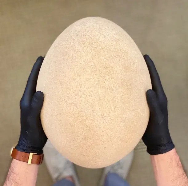عمرها ألف عام.. عرض أكبر بيضة على الإطلاق للبيع في مزاد عالمي