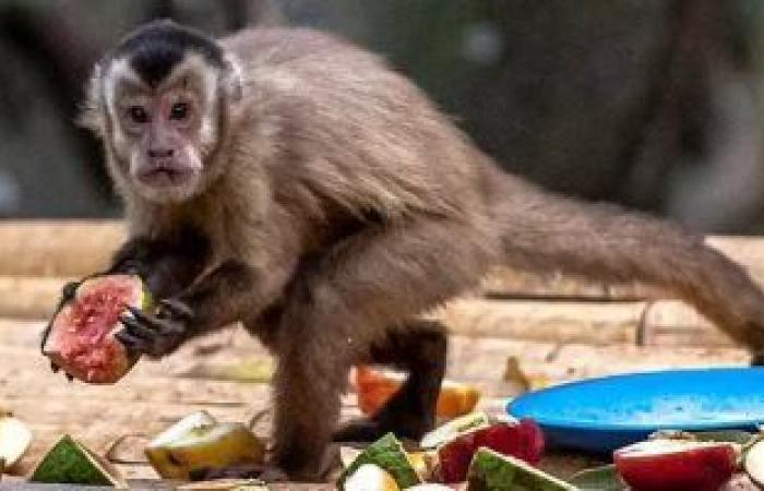 البرازيليون يسممون القرود خوفا من الجدري.. والصحة العالمية: لا توجد صلة بينهما