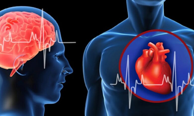 دراسة حديثة: القلب يحدد عمر الدماغ