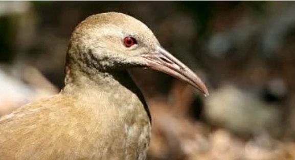 دراسة نوع من الطيور من كل ثمانية يتحرك أسرع إلى الانقراض بسبب البشر