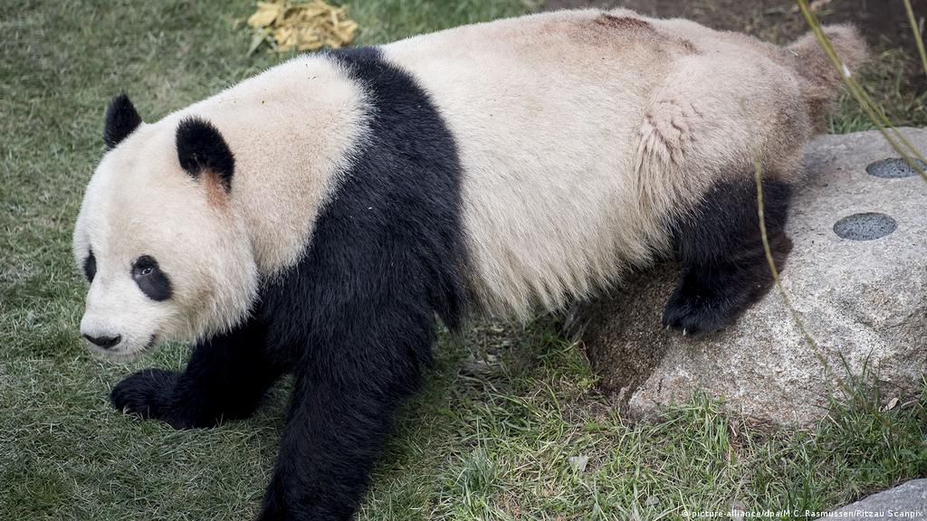 لماذا تموت الدببة مبكرا في حدائق الحيوان؟