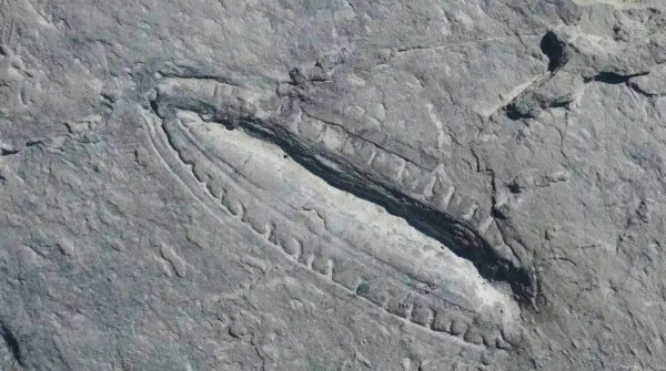 عمرها 550 مليون عاما.. علماء يكتشفون 