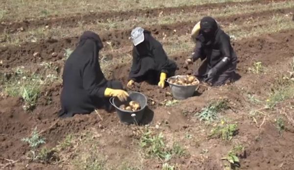 تأميم حوثي للقطاع الزراعي في اليمن يحصر استيراد بذور البطاطا عبر مؤسسة حوثية   
