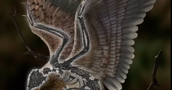 علماء يعثرون على أحفورية حيوان برأس ديناصور وجسم طائر.. 