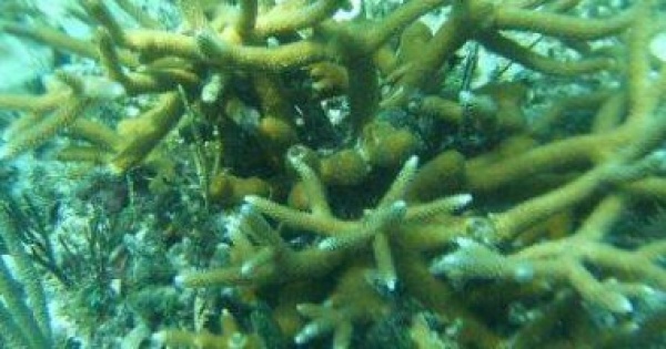 دراسة توضح أسباب تأكل 70٪ من الشعاب المرجانية في فلوريدا.. 