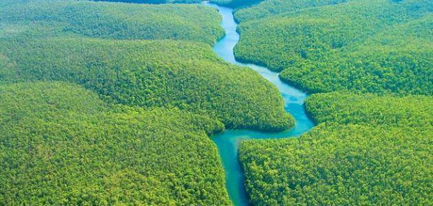 دراسة: تدمير ثلث غابة الأمازون بسبب 