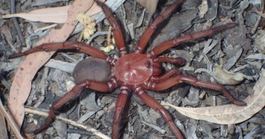 اسمه عظمة.. اكتشاف نوع جديد ونادر من العناكب في أستراليا 