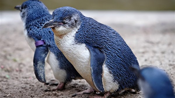 البطريق والمناخ أساس اهتمام معاهدة القارة القطبية الجنوبية