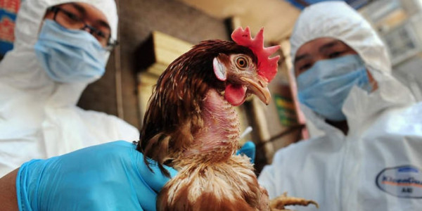 الصحة العالمية: انتشار أنفلونزا الطيور بين الحيوانات ويشكل خطرًا على البشر 