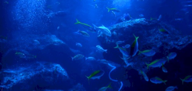 خط مخفي في أعماق المحيط يقسم الحيوانات إلى معسكرين!