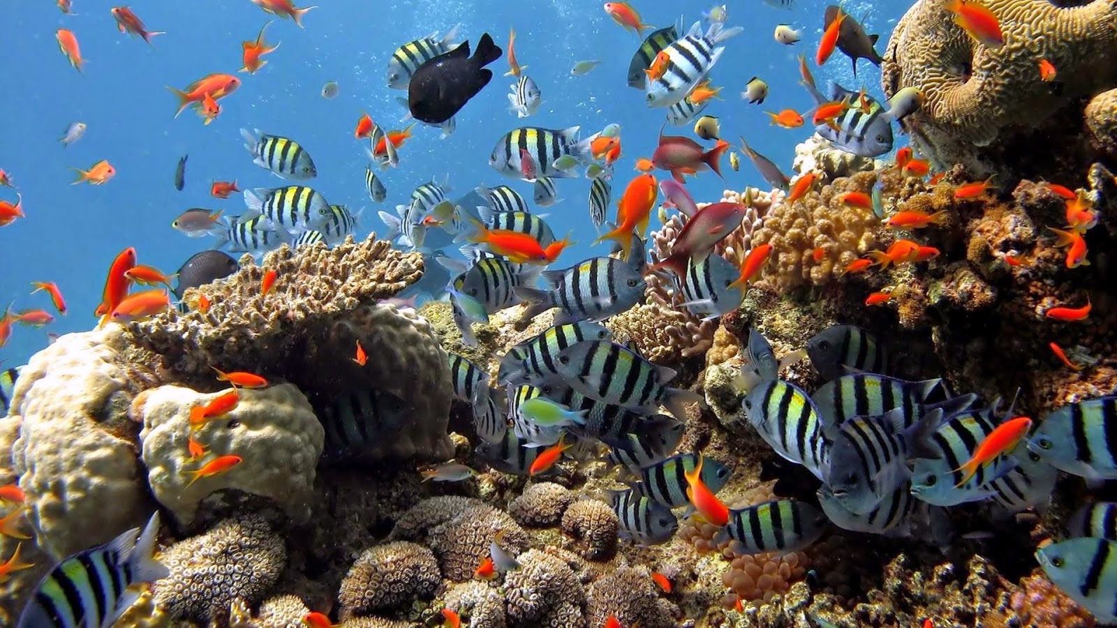 إنذارات من تاريخ المحيطات.. المرجان يوثق آثار الاحترار في المحيط الهادي خلال قرن مضى