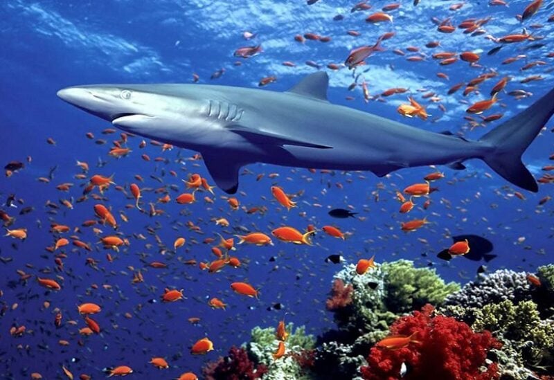 ماذا يحدث لأسماك القرش والدلافين والتماسيح والكائنات البحرية خلال الأعاصير؟ 