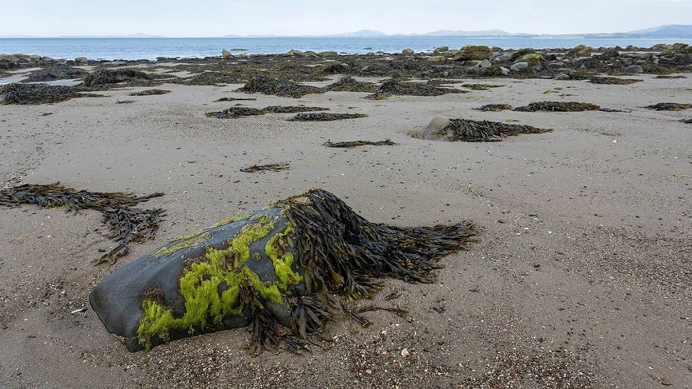 علماء تحمض المحيطات قد يؤدي بالطحالب إلى الانقراض