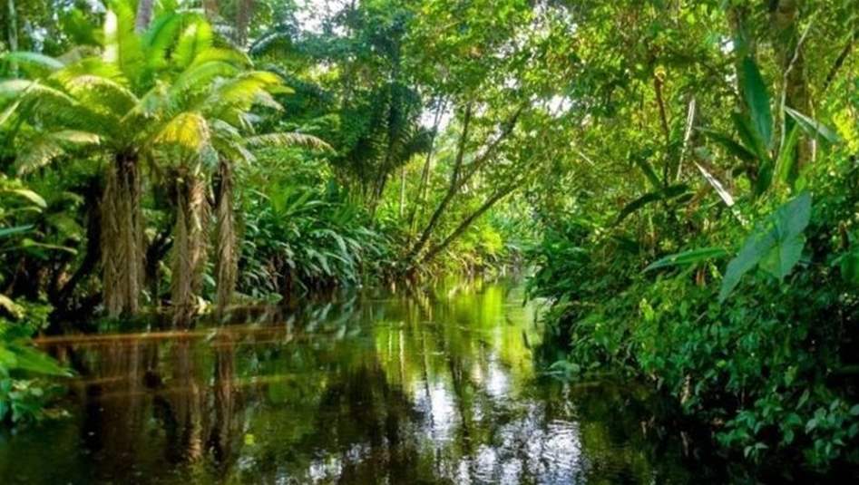 الكشف عن آلاف الهياكل الخفية لمناطق السكان الأصليين في غابات الأمازون 