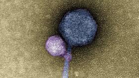 لأول مرة على الإطلاق.. علماء يرصدون فيروسات 