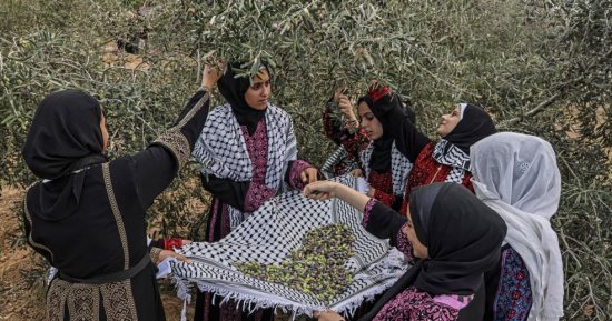 معرض فلسطيني عن أشجار الزيتون ضمن فعاليات بينالى البندقية 2024 