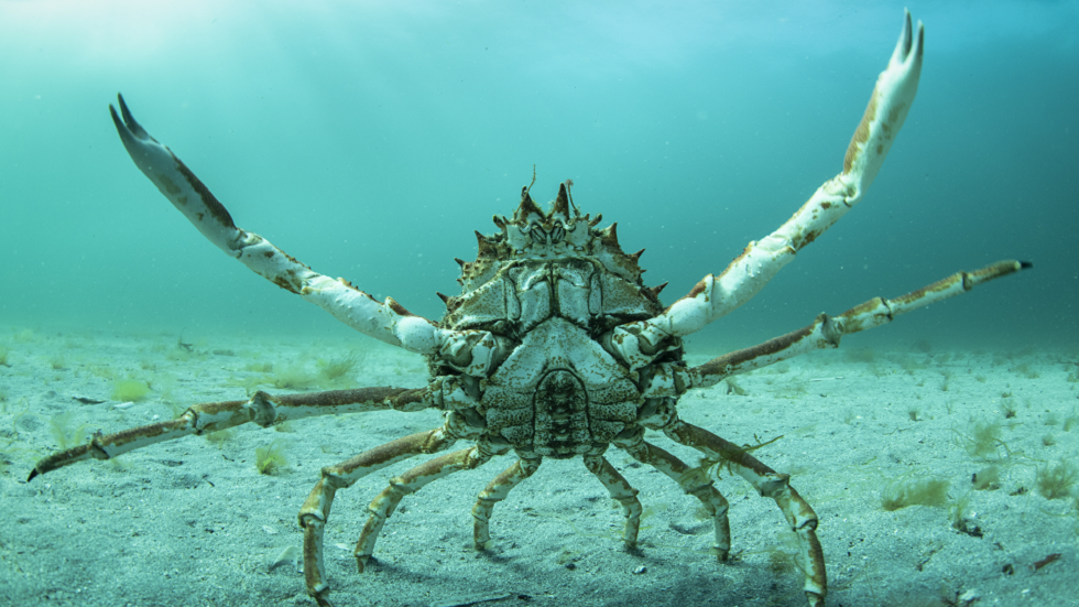 سرطانات البحر تقود العلماء إلى اكتشاف رائع تحت الماء!