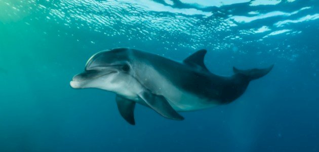 أدلة جديدة توضح كيف تحدد الحيتان والدلافين المواقع بالصدى؟