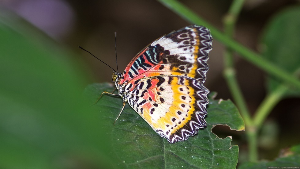اكتشاف نوع نادر جدا من الفراشات في إندونيسيا