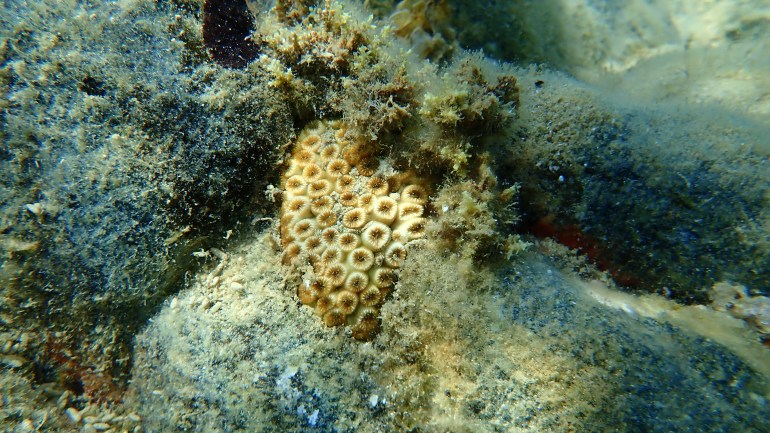 رصد تأثير الملوثات الصناعية في الشعاب المرجانية بالبحر المتوسط