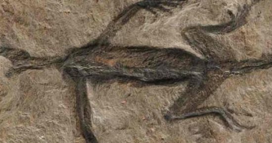 اكتشاف جديد.. حفرية أقدم الزواحف البالغ عمرها 280 مليون عام مزورة 