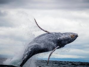 علماء يكشفون سر الترانيم المثيرة عند الحيتان