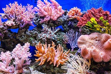 الشعاب المرجانية تتجاوب مع الأصوات.. مثل البشر 