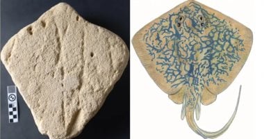 اكتشاف منحوتة رملية عمرها 130 ألف عام بجنوب أفريقيا 