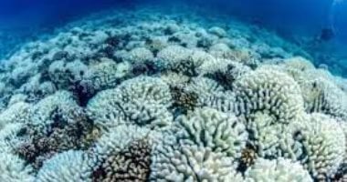 العلماء يحذرون من حدث تبييض المرجان العالمي على الأرض