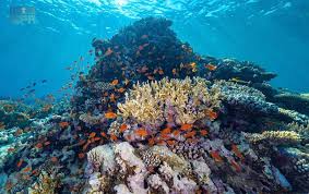 «كاوست» و«نيوم» تكشفان عن أكبر مشروع لإحياء الشعاب المرجانية في العالم