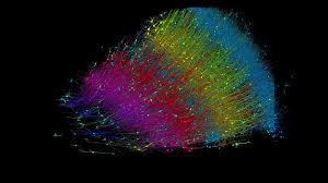 خريطة للدماغ بحجم نصف حبة أرز.. تكشف تفاصيل لم تُر من قبل