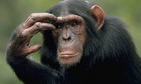 علماء: الشمبانزي تحتفظ بالقدرة على التعلم حتى في مرحلة البلوغ