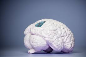 كيف يقرر الدماغ أي الذكريات يجب الاحتفاظ بها وأيها يجب التخلص منها؟