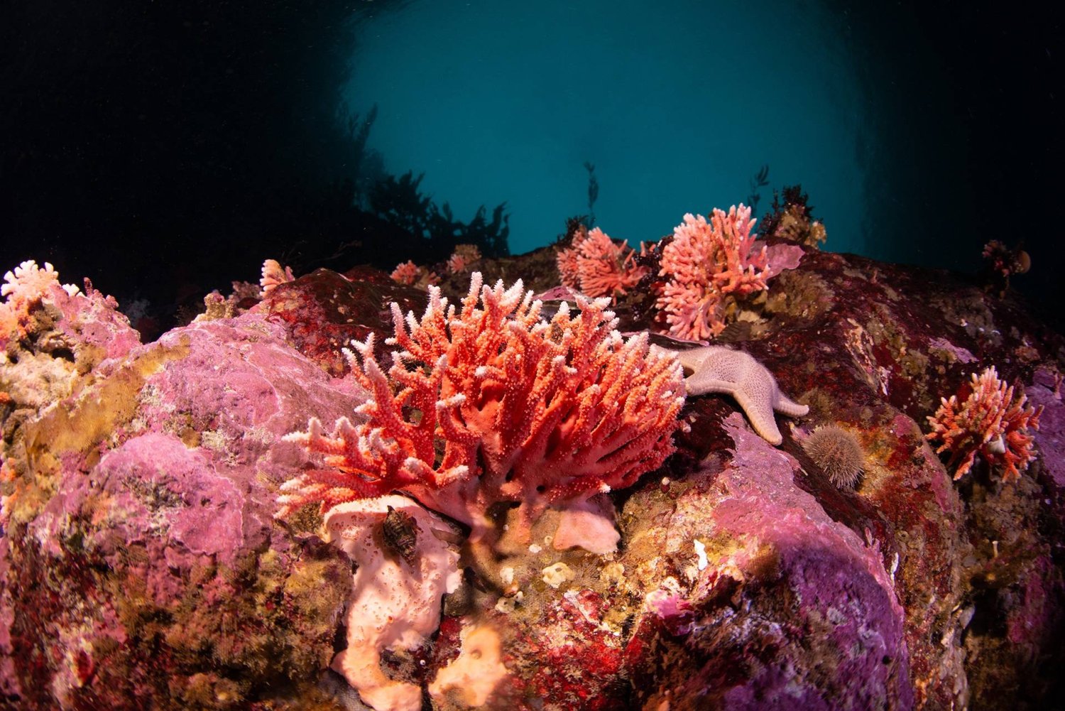 اكتشاف نوع من المرجان الأحمر في المياه القليلة العمق لمضيق ماجلان