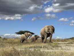 دراسة: الأفيال الأفريقية تنادي بعضها بعضاً وتستجيب للأسماء الفردية