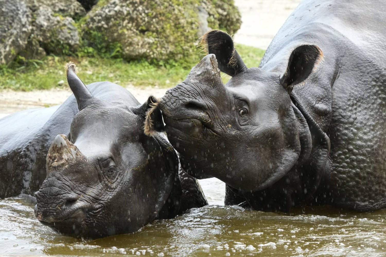 حقن قرون حيوانات وحيد القرن بمواد مشعّة للحدّ من صيدها في جنوب أفريقيا