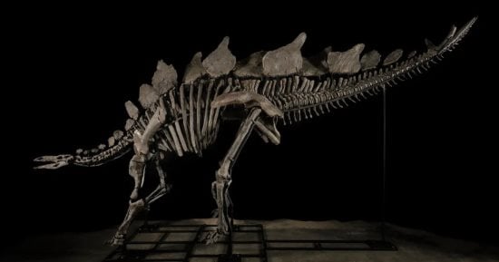 أغلى أحفورة.. بيع هيكل ديناصور مقابل 44.6 مليون دولار بمزاد في نيويورك