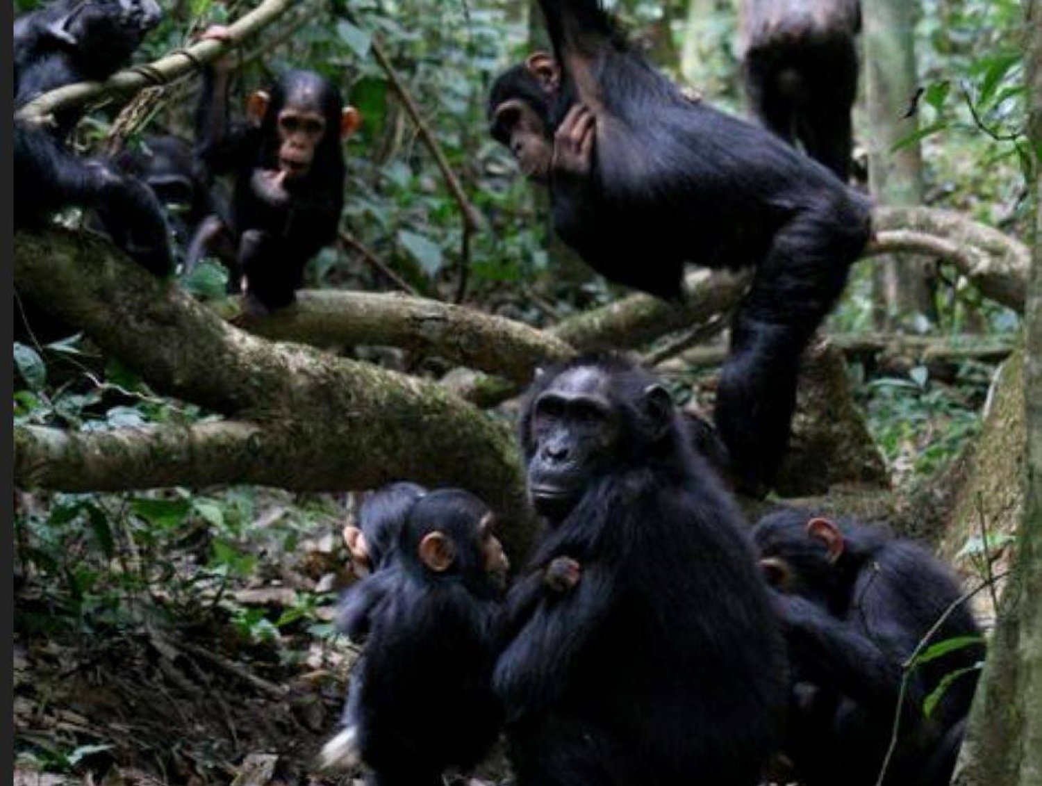 لغة «جسد الشمبانزي» تشبه المحادثات البشرية