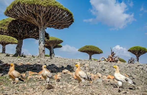تحذيرات من وضع جزيرة سقطرى على قائمة التراث العالمي المعرض للخطر